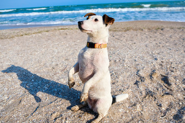 Jack russell terrier dog sitting on a sand on a beach. Spring time