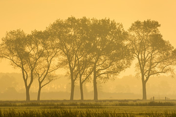 Fototapeta na wymiar Landscape with trees in the mist