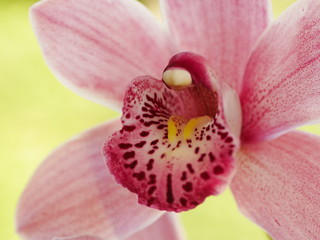 Close up of a pink moth orchid (phalaenopsis) flower with a darker pink spotted centre