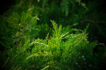 Fototapeta premium Dew on coniferous branches. Tuya green background, coniferous tree. Green Tuya texturein the spring