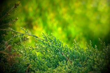 Fototapeta premium Dew on coniferous branches. Tuya green background, coniferous tree. Green Tuya texturein the spring