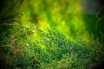 Dew on coniferous branches. Tuya green background, coniferous tree. Green Tuya texturein the spring