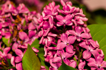 lilac flowers isolated on white background, closeup, twig purple lilac, Syringa vulgaris