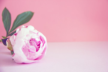 Delicate pink peony flower on a pink background, copy space