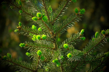 Background of blurred green branches of pine or spruce. Young needles and cones. Fluffy, young tree branch close-up. Copyspace.