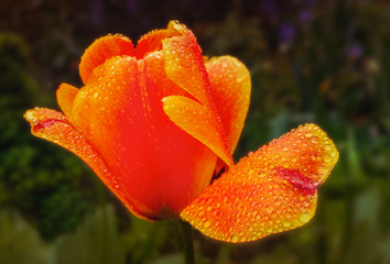 An orange ornamental tulip with delicate petals heavy and wet with rain drops. One petal has folded outwards holding a lot of droplets