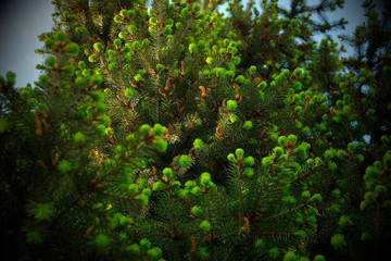 Naklejka premium Background of blurred green branches of pine or spruce. Young needles and cones. Fluffy, young tree branch close-up. Copyspace.