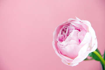 Beautiful pink peony on a pink background, side view, copy space. Floral background in pink