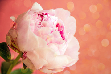 Beautiful large pink flower peony on a pink background, bokeh effect. Background with a beautiful flower of pink color for congratulations on the day of lovers, weddings, mother's day. Copy space