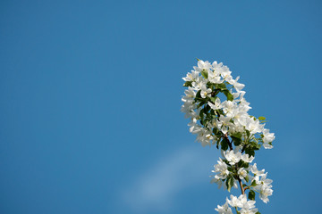 Beautiful flowering fruit trees. Blooming plant branches in spring warm bright sunny day. White tender flowers background.