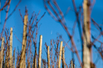 Fototapeta premium Tree_3