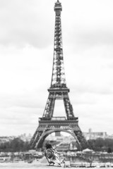 Fototapeta na wymiar Pigeon Eiffel Tower