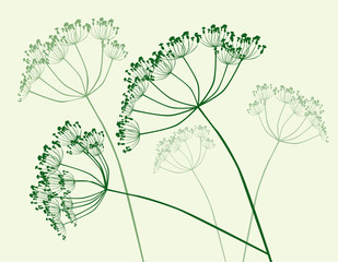 Illustration of inflorescences of umbrella plants