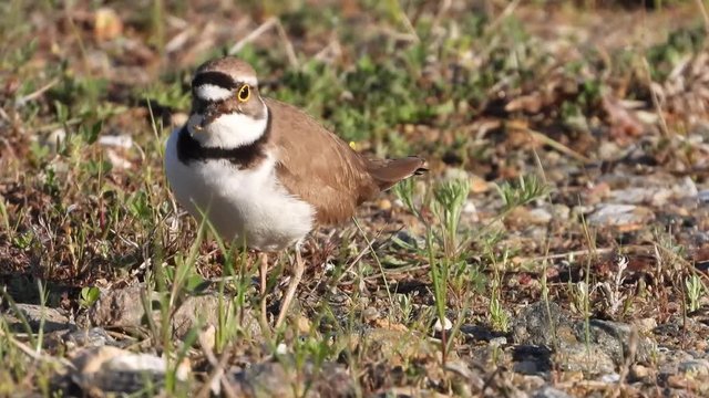 Flussregenpfeifer&nbsp;(Charadrius dubius)