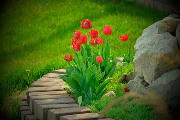 Red tulips on a beautiful lawn on a background of stones. Registration of the suburban area. Flowers in the background. Design concept.