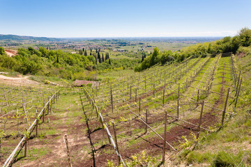 Fototapeta na wymiar Valpolicella hills landscape, Italian viticulture area, Italy