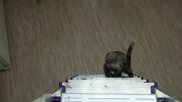 Cat Cornish Rex walks up and down the aluminum construction ladder