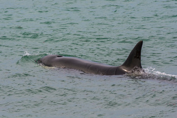 Obraz premium Orca patrolling the coast of the sea, Patagonia, Argentina