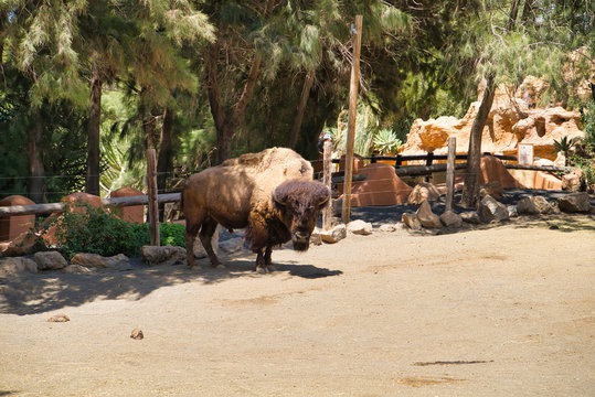 LANZAROTE, CANARY ISLANDS, SPAIN - APRIL 15, 2019: Bison in the shade of trees. Themed Rancho Texas Park on Lanzarote Island.