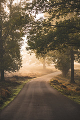 road in the forest