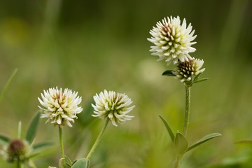 White clover (Trifolium repens) is a prostrate or creeping, white flowering herb cultivated for its high feed value. It is one of the most important clovers and is an almost cosmopolitan species.