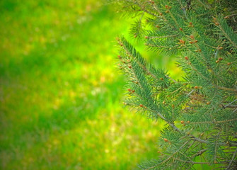 Background of blurred green branches of pine and spruce. Young needles and cones. Fluffy, young tree branch close-up. Copyspace.Green blurred grass in the background.