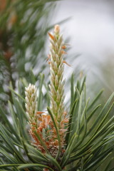 Obraz premium Spring pine