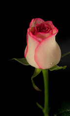 rose flowers on black background