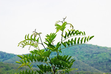 아가시아 나무잎