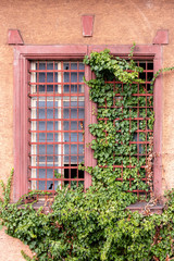 Fototapeta na wymiar Broken window with plants growing through it