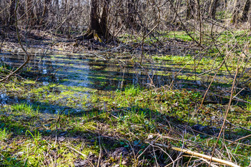 Swamp in the forest on early spring