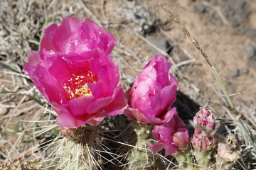 Prickly Pear Cactus Flower close-up