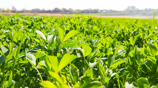 Field Of Alfalfa In The Spring. Young Alfalfa In The Sun. Feed Grass For Farm