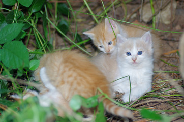 Naklejka na ściany i meble Orange Tabby Kitten with Blue Eyes