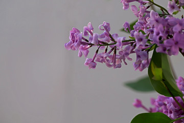 Naklejka premium lilac flower ; Syringa vulgaris