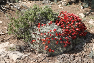Red Barrel Cactus Blossoms