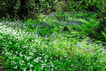 Wild garlic and bluebells in flower in a forest