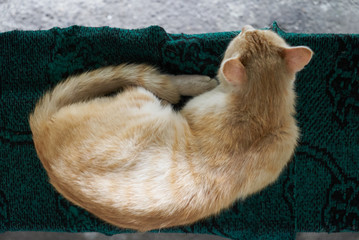 Cute ginger cat lying outdoors, close-up, top view