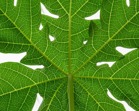 Underview of a leaf