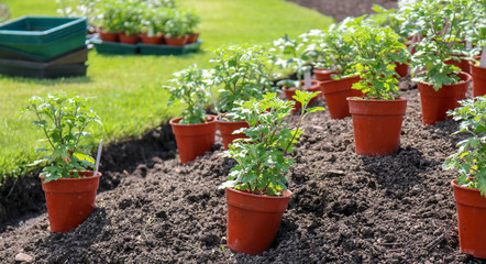 Seedlings of garden plants. The concept of gardening and gardening, planting flowers, seedlings, eco.