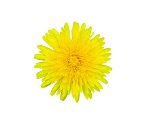 Taraxacum officinale , Beautiful Yellow Dandelion Flower Isolated.