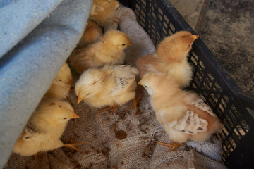 Newborn yellow baby chicks brood in a wooden box
