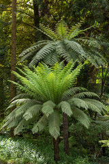 natural forest park Pena in Sintra, Portugal