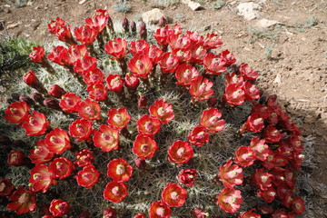 Red Barrel Cactus Profusion