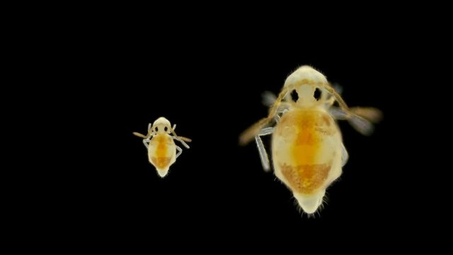 insect Collembola under the microscope, Symphopleon order, very round animals, almost spherical body, is a subclass of Arthropoda, lives in soil, trees, algae in a pond, some species of pests