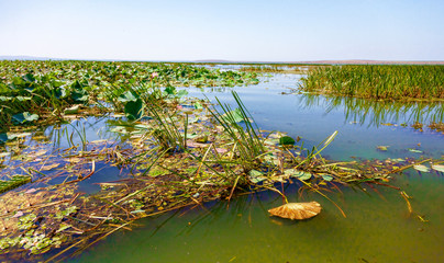 Lotus flowers among the big lake.