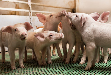 Piglets playing in barn