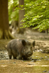 Wildschwein