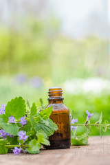 pharmaceutical bottle of medicine from Glechoma hederacea, Nepeta hederacea, ground-ivy, catsfoot, field balm, and run-away-robin, creeping jenny next to a bunch on green background. 