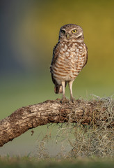 Fototapeta premium Burrowing Owl in Florida 